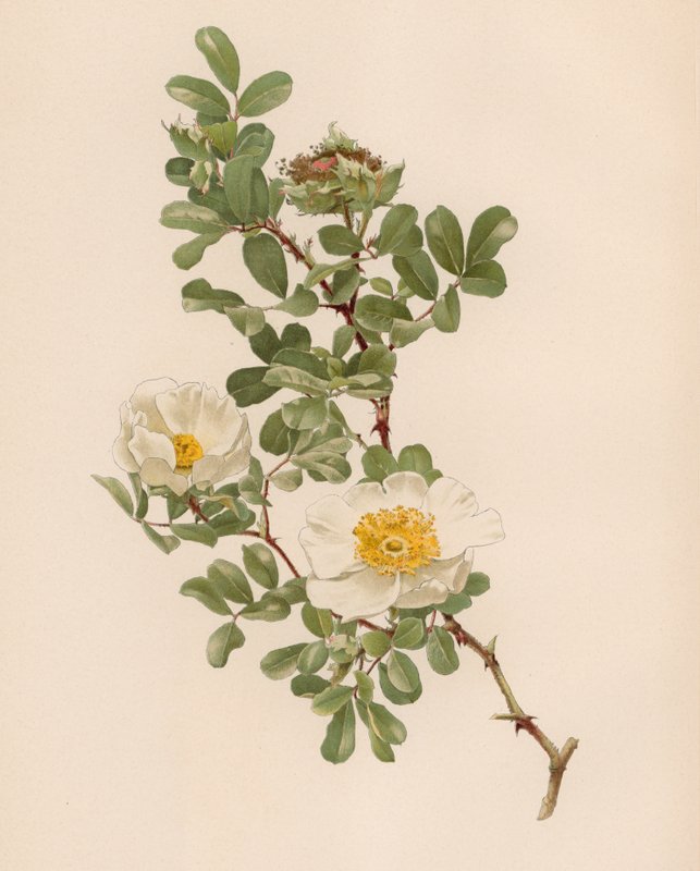Engelsk Rose av English School