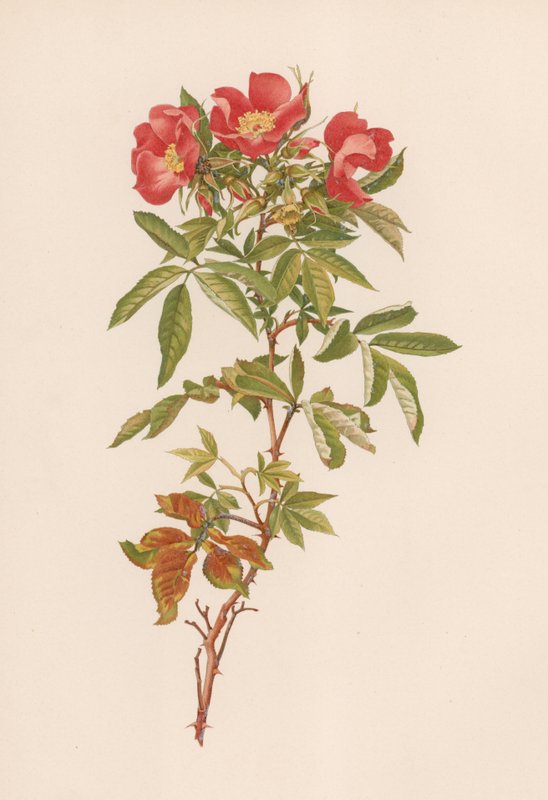 Engelsk Rose av English School