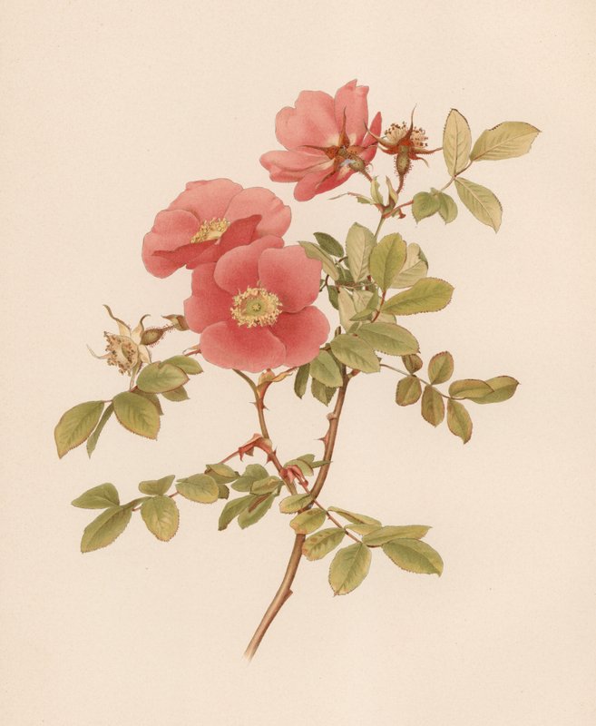 Engelsk Rose av English School
