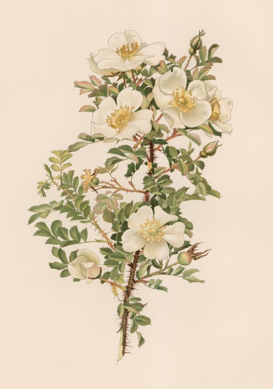 Engelsk Rose av English School