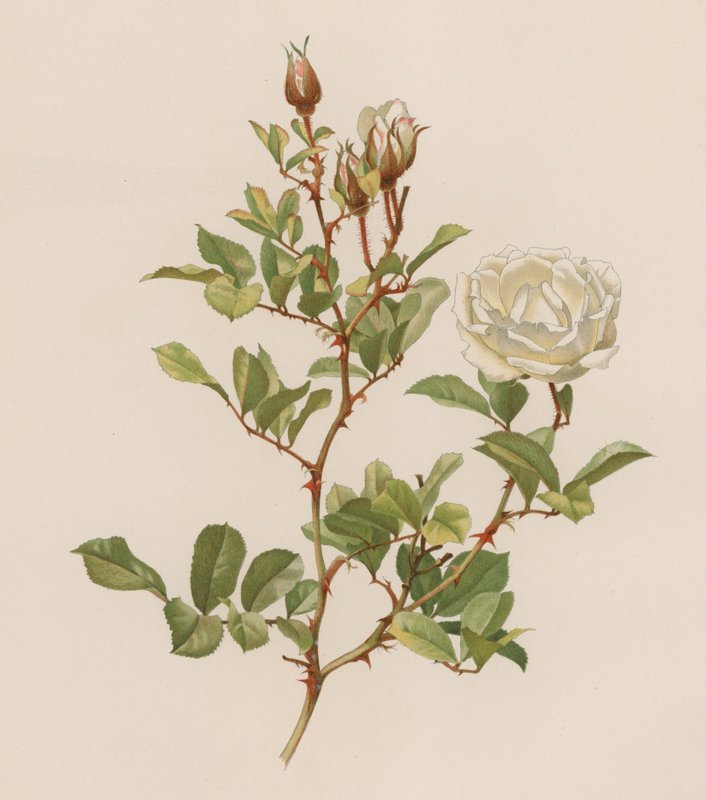 Engelsk Rose av English School