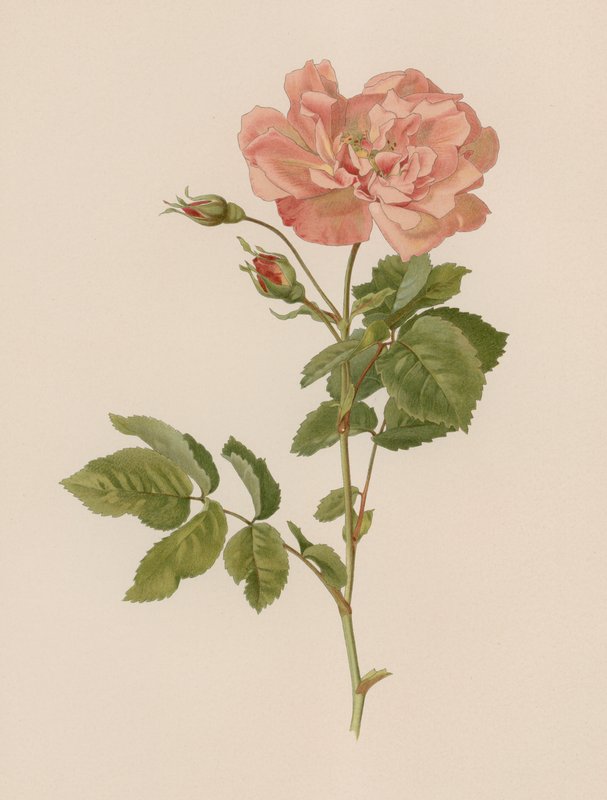 Engelsk Rose av English School