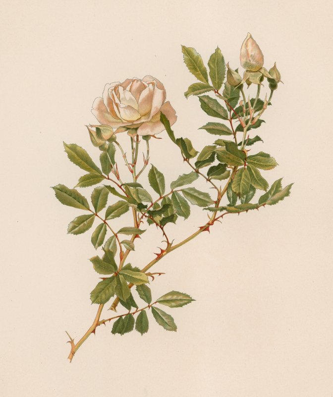 Engelsk Rose av English School