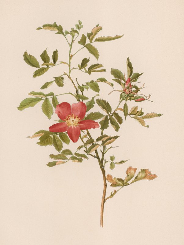 Engelsk Rose av English School