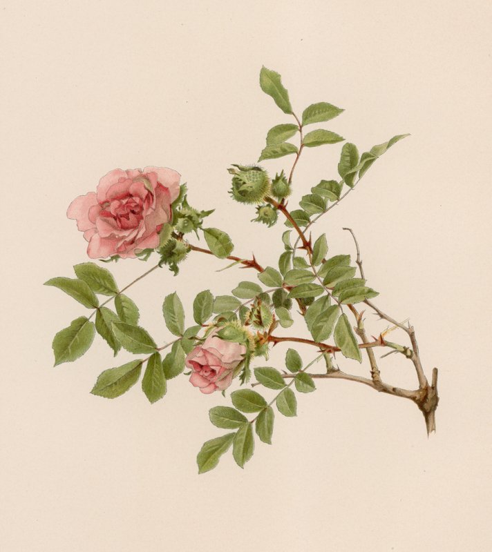 Engelsk Rose av English School