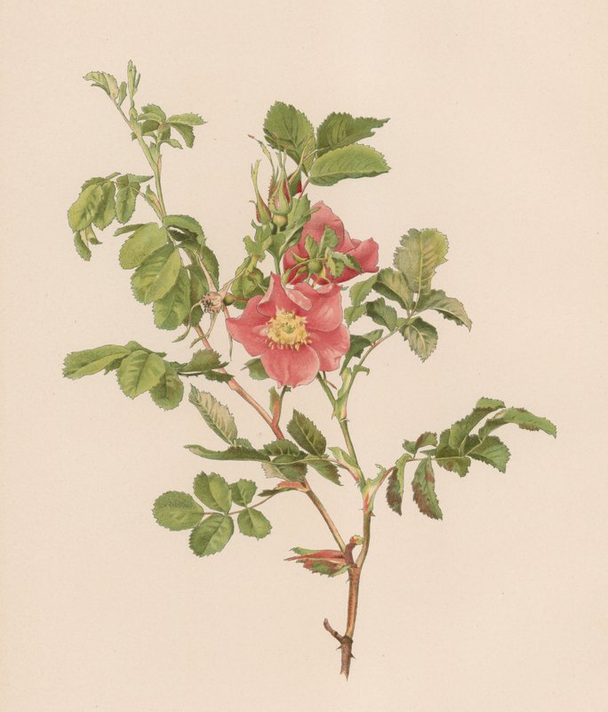 Engelsk Rose av English School