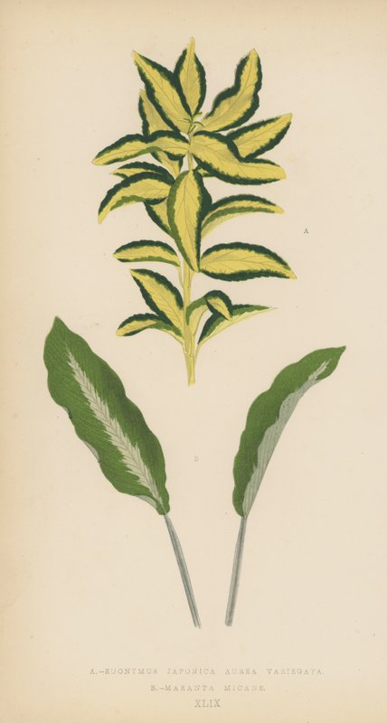 Euonymus Japonica Aurea Variegata Maranta Micans av English School