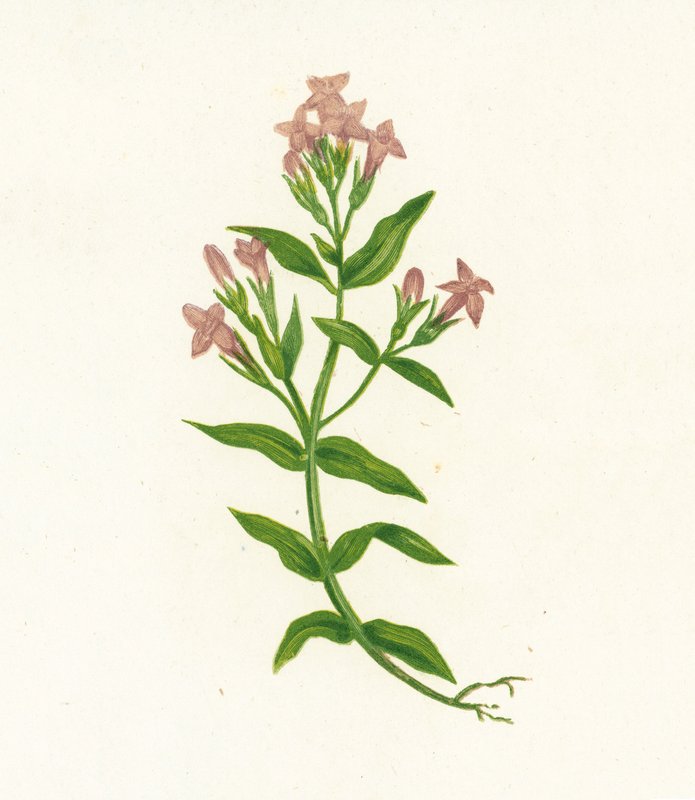 Feltgentian, Gentiana Campestris av English School