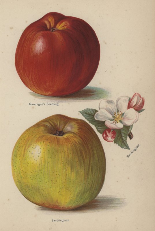 Gascoignes frøplante, Sandringham av English School
