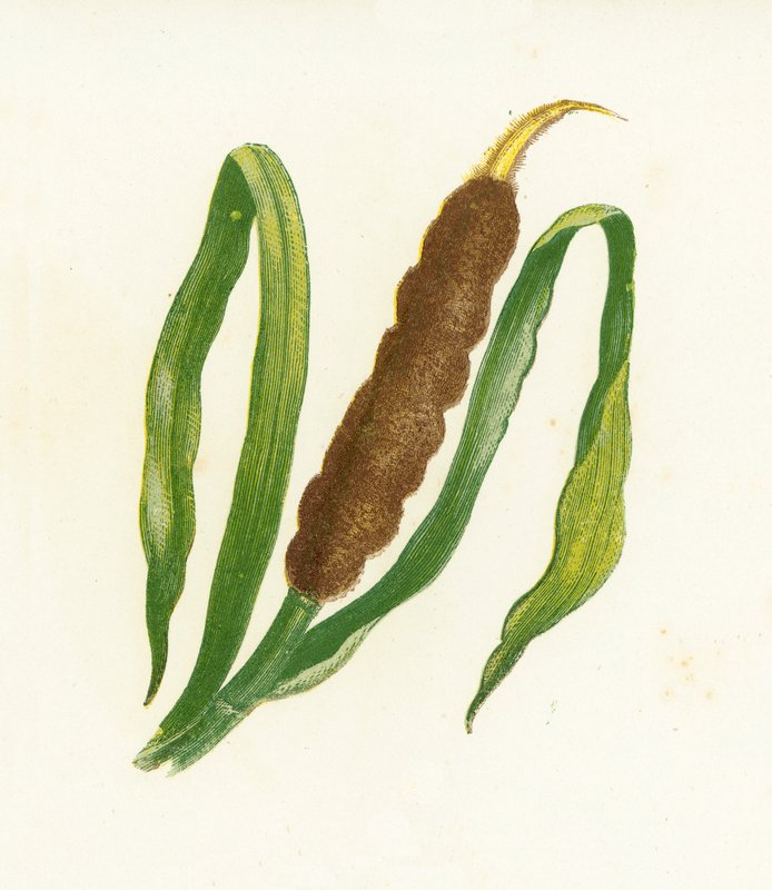 Stor Siv-Mace, eller Cats-Tail, Typha Latifolia av English School