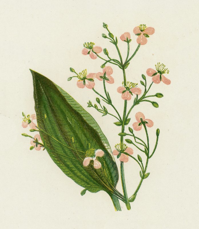Flott vannplantain, Alisma Plantago av English School