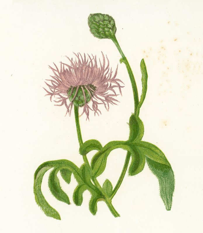 Stor knott, Centaurea Scabiosa av English School