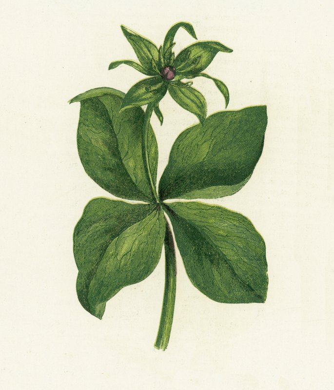 Urt Paris, Paris Quadrifolia av English School