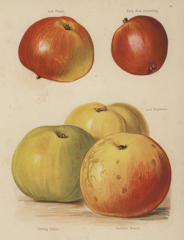 Irish Peach, Early Red Joanetting, Lord Grosvenor, Stirling Castle, Yorkshire Beauty av English School
