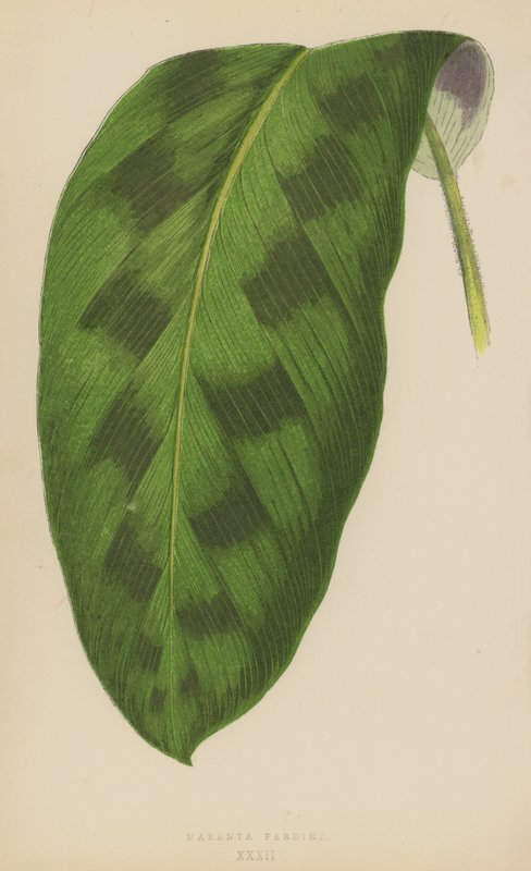 Maranta Pardina av English School