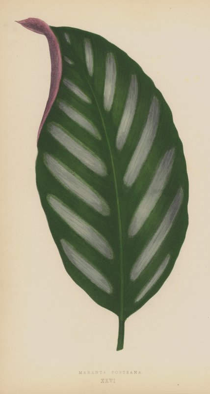 Maranta Portiana av English School