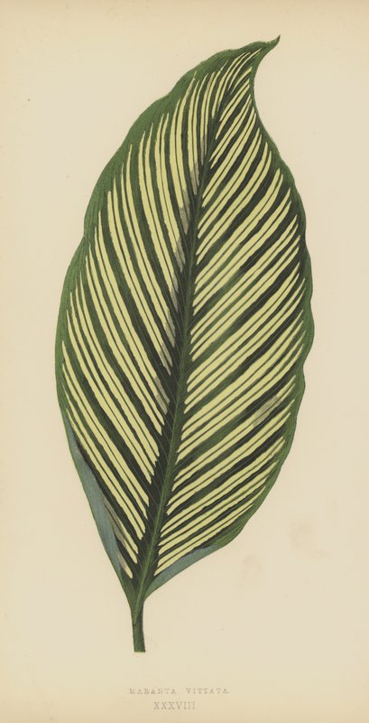 Maranta Vittata av English School