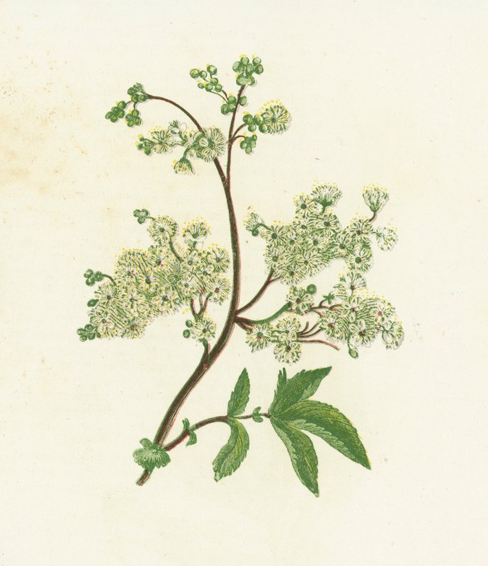 Meadow Sweet, eller Dropwort, Spiraea Ulmaria av English School