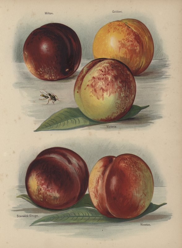 Milton, Goldoni, Victoria, Stanwick Elruge, Newton av English School