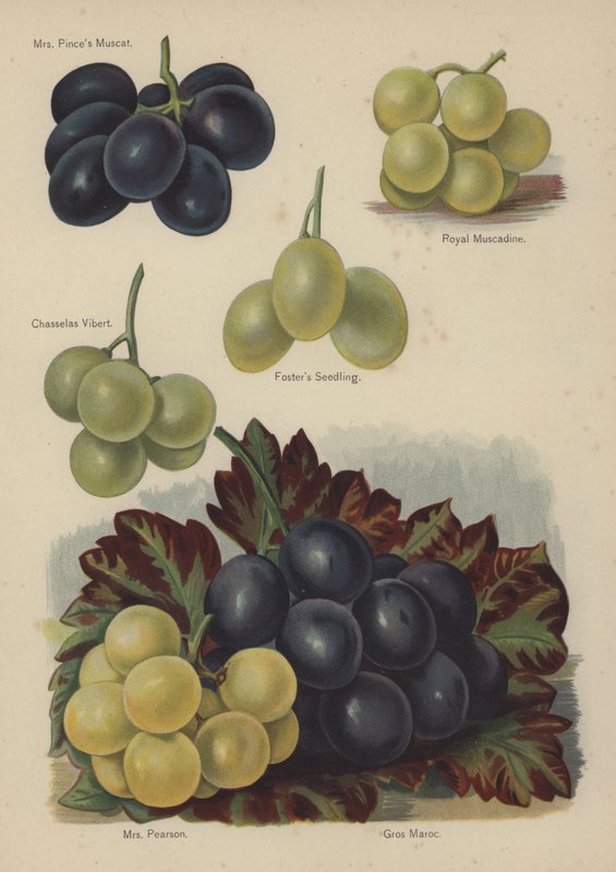 Mrs Pinces Muscat, Royal Muscadine, Chasselas Vibert, Fosters Seedling, Mrs Pearson, Gros Maroc av English School