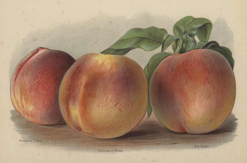 Nectarine Peach, prinsesse av Wales, havørn av English School