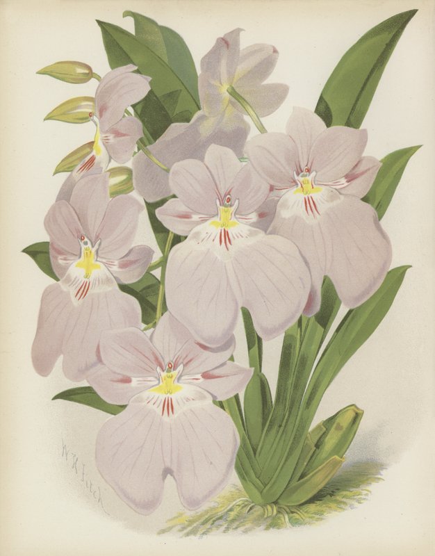 Odontoglossum Vexillarium av English School