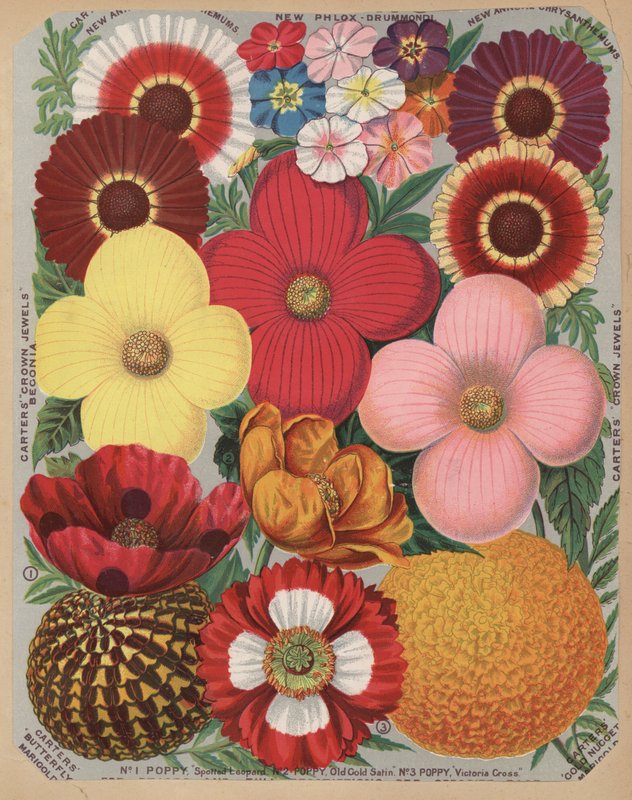 Side fra blomsterkatalog av English School