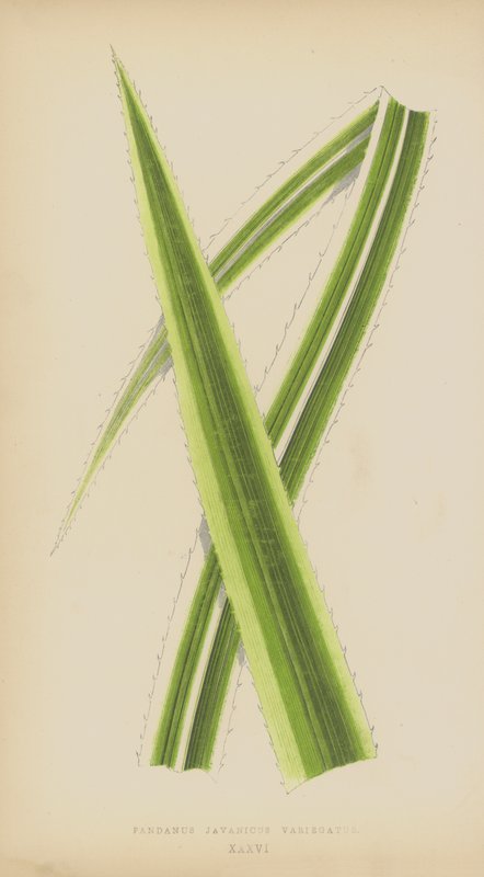 Pandanus Javanicus Variegatus av English School