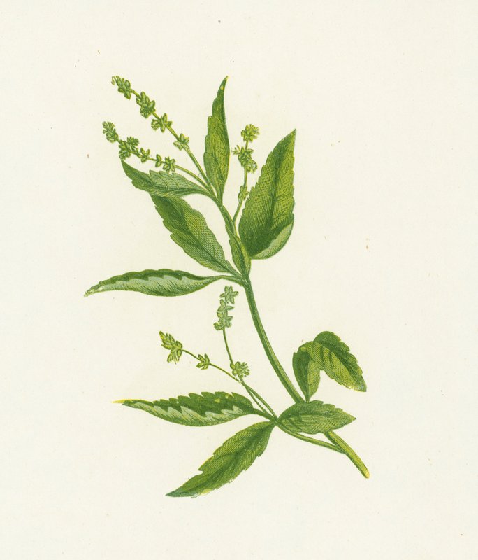 Flerårig, eller Dogs Mercury, Mercurialis Perennis av English School