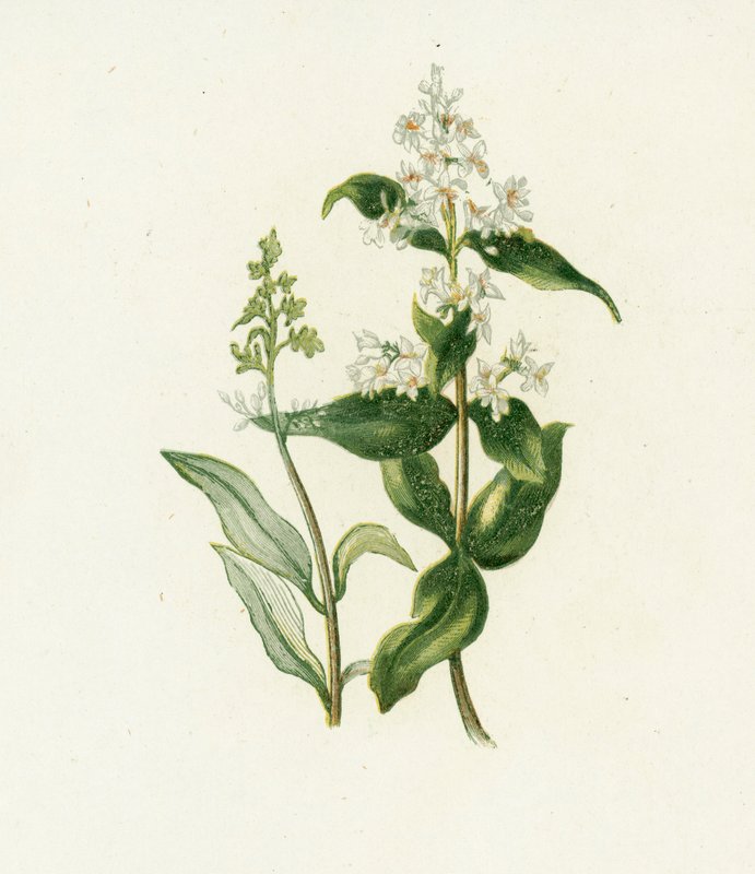 Liguster, Teller av English School