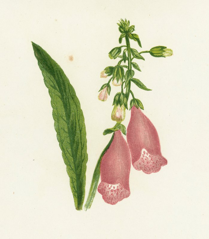 Lilla revebjelle, Digitalis Purpurea av English School