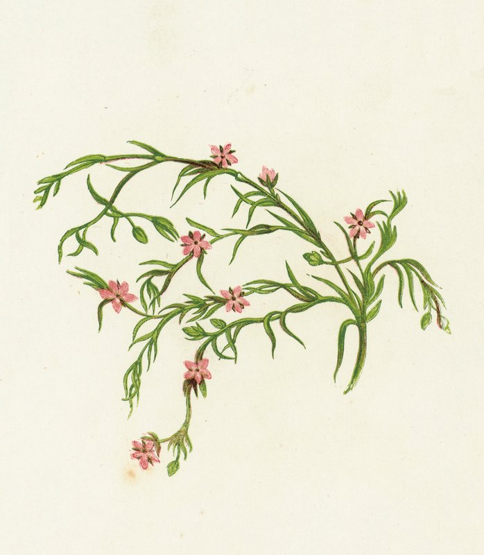Sea Spurrey Sandwort, Arenaria Marina av English School