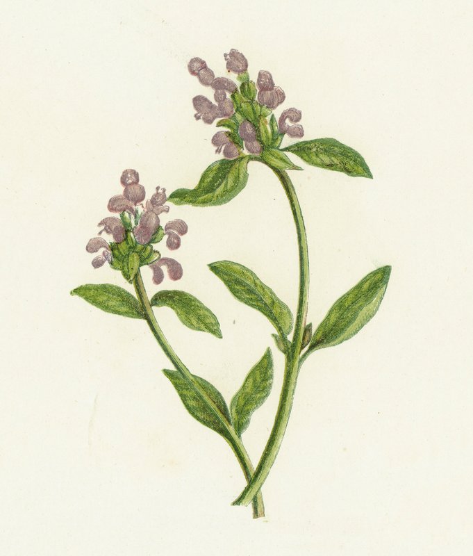 Selvhelbredelse, Prunella Vulgaris av English School
