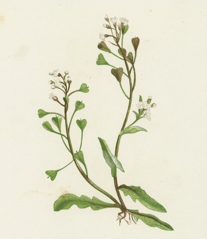 Shepherds Purse, Capsella Bursa-pastoris av English School