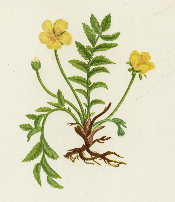 Silver Weed, Potentilla Anserina av English School