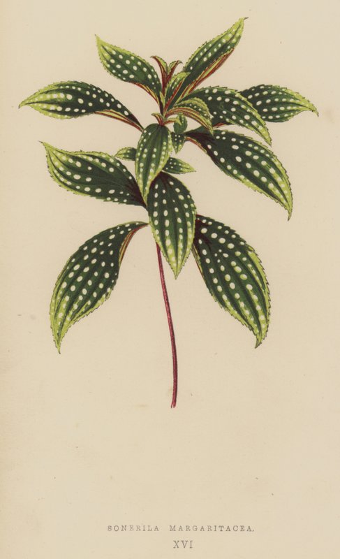 Sonerila Margaritacea av English School