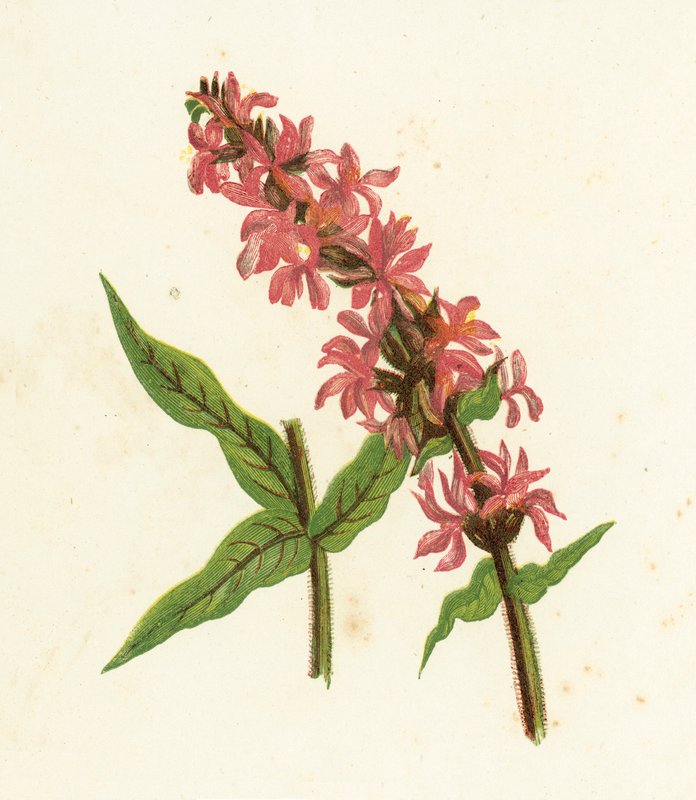 Spiked Purple Loosestrife, Lythrum Salicaria av English School