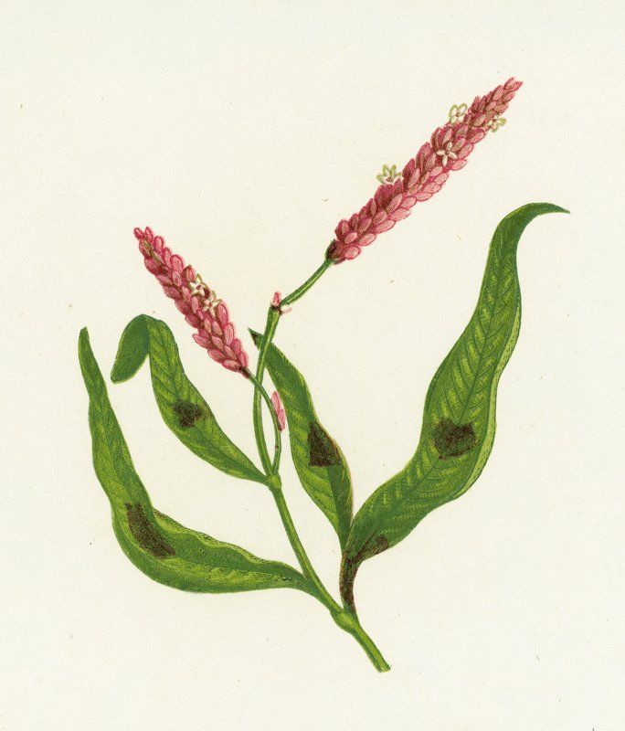 Spotted Persicaria, Polygonum Persicaria av English School