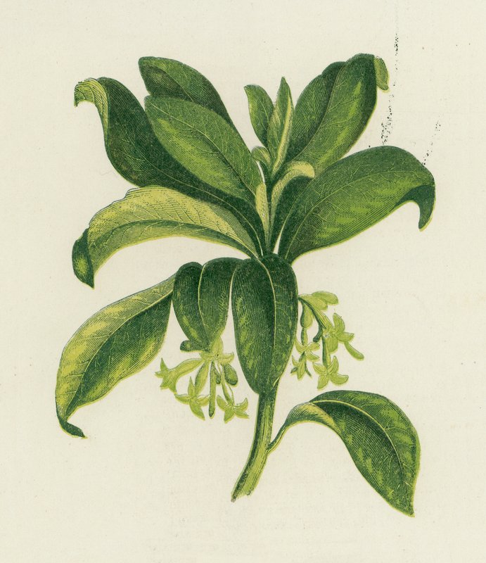 Spurge Laurel, Daphne Laureola av English School