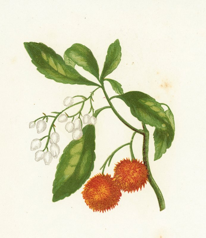 Jordbærtre, Arbutus Unedo av English School