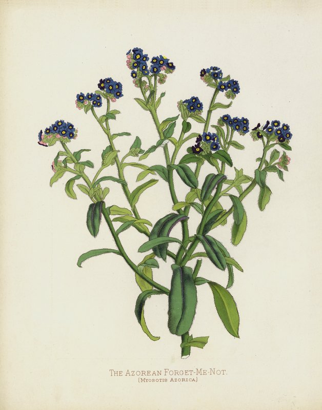 Forglem-meg-ikke fra Azorene, Myosotis Azorica av English School