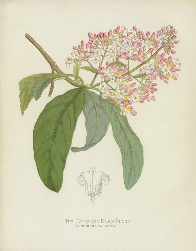 Calisaya barkplante, Cinchona Calisaya av English School
