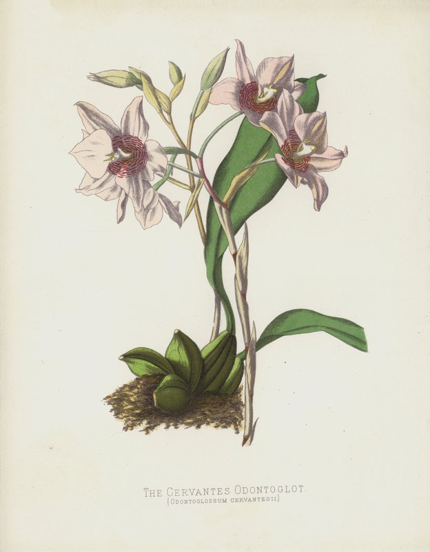Cervantes Odontoglot, Odontoglossum Cervantesii av English School