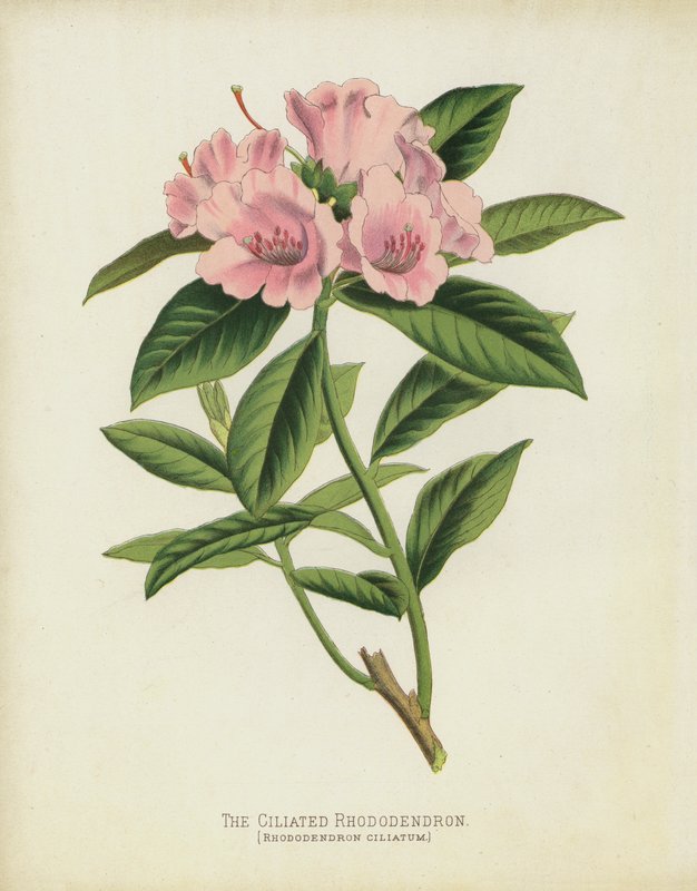 Ciliated Rhododendron, Rhododendron Ciliatum av English School