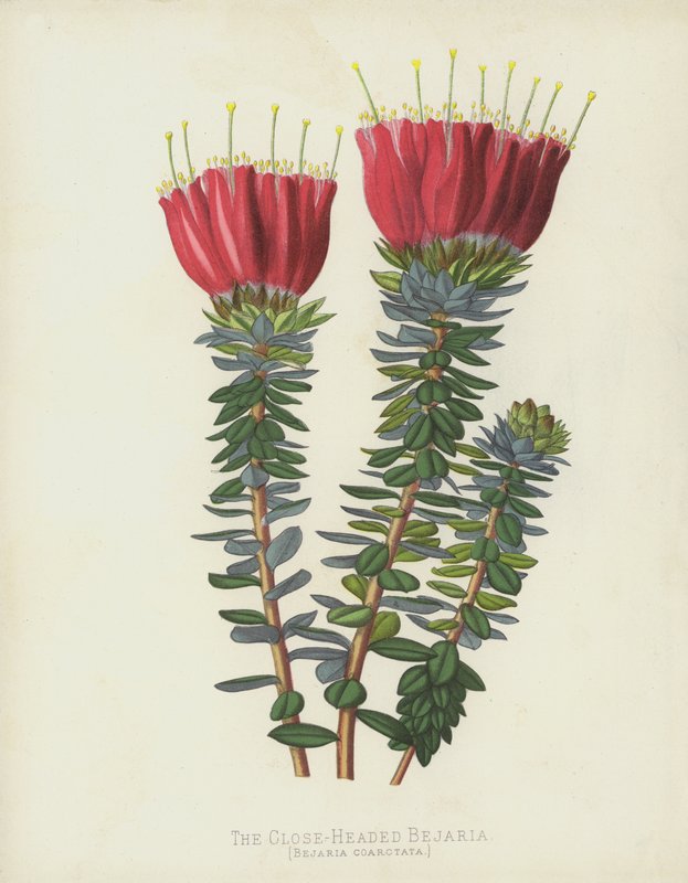 The Close-Headed Bejaria, Bejaria Coarctata av English School