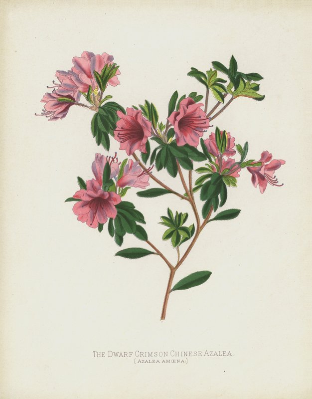 Den dvergrøde kinesiske Azalea, Azalea Amoena av English School