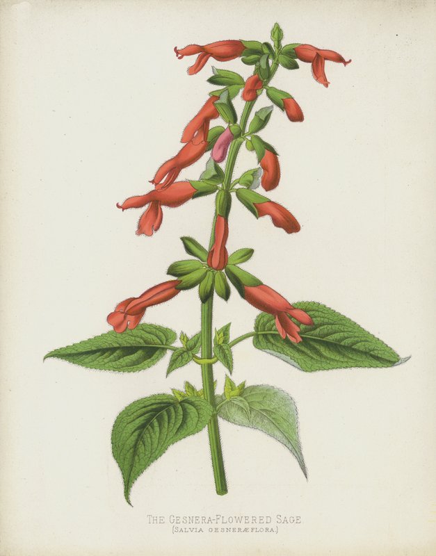 Den Gesnera-blomstrede salvie, Salvia Gesneraeflora av English School