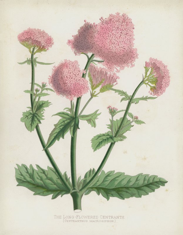 Den langblomstrede Centranth, Centranthus Macrosiphon av English School