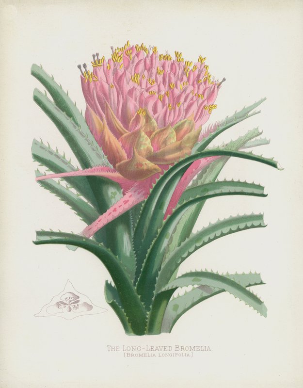 Langbladet Bromelia, Bromelia Longifolia av English School