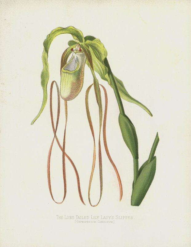 The Long-tailed Ladys-Slipper, Cypripedium Caudatum av English School